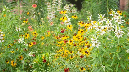 ‘Bringing a national park home’