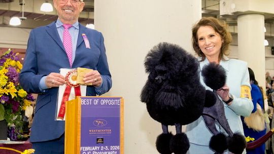 Mustang Sally rides away with win at Westminster