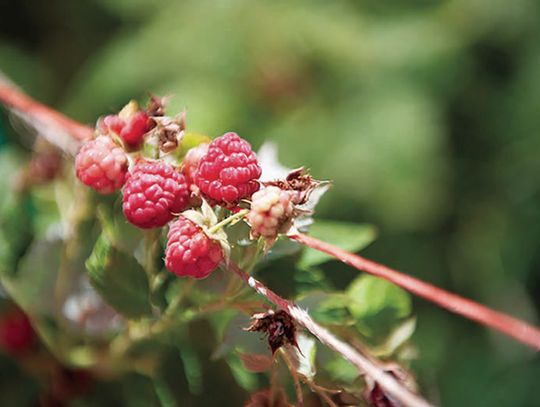Alternative fruits gain ground in Texas agriculture