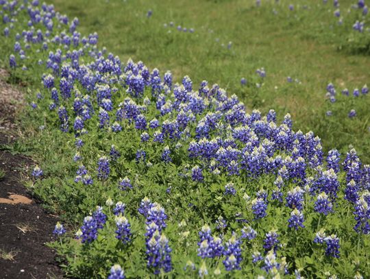 Bluebonnets return to Springtown-area roadways