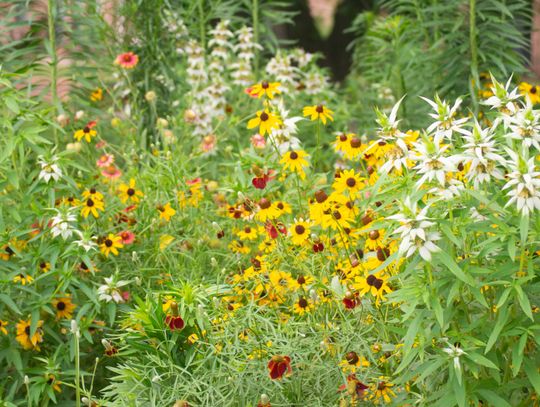 ‘Bringing a national park home’