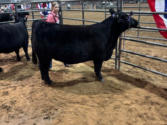 FFA members roundup in San Angelo