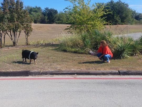 May-ham occurs at Springtown Intermediate