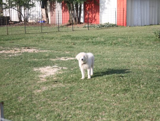 Miller advocates for ivermectin, pet experts urge vigilance amid NWS outbreak
