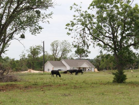 New ranch technology could help detect screwworm early