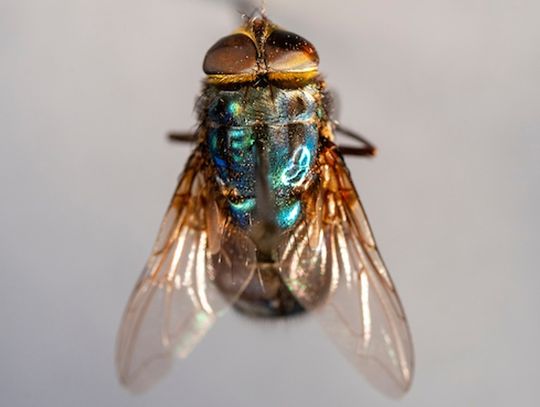 The New World Screwworm fly is distinguishable by its metallic green-blue body and large orange eyes.