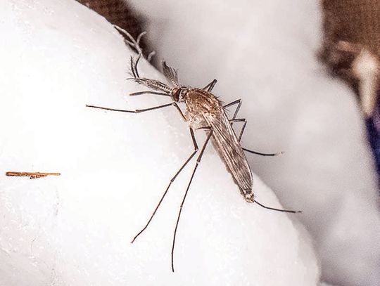 Reduce your risk of West Nile virus infection