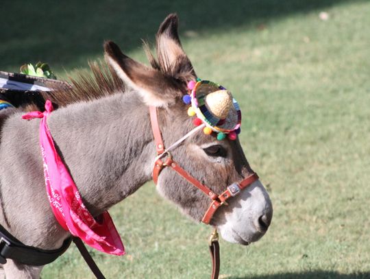 SEF ‘Fiesta’ raises funds for students, teachers