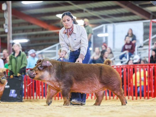 Springtown FFA continues stock show run at San Antonio
