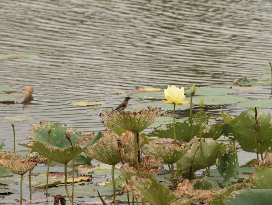 Untamed nature tucked between cities