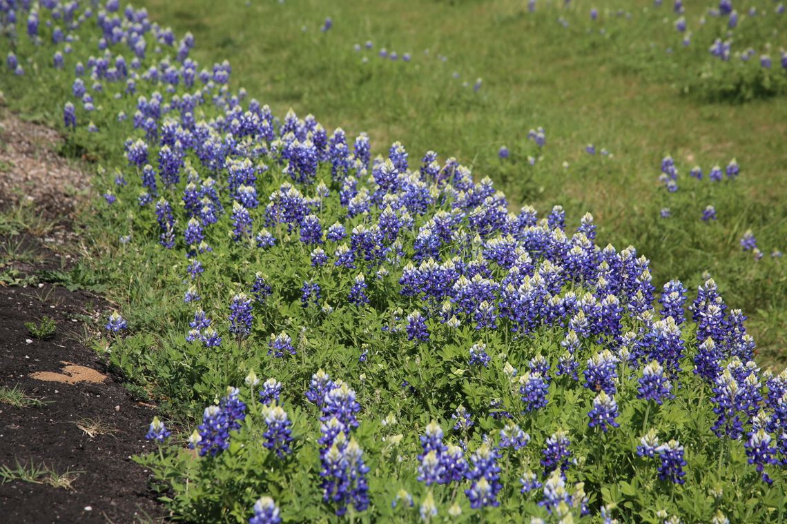 Bluebonnets return to Springtown-area roadways