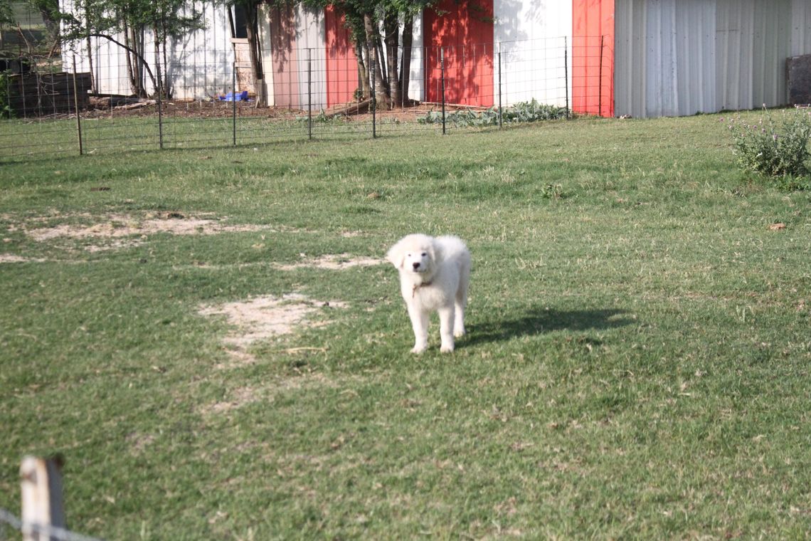 Miller advocates for ivermectin, pet experts urge vigilance amid NWS outbreak