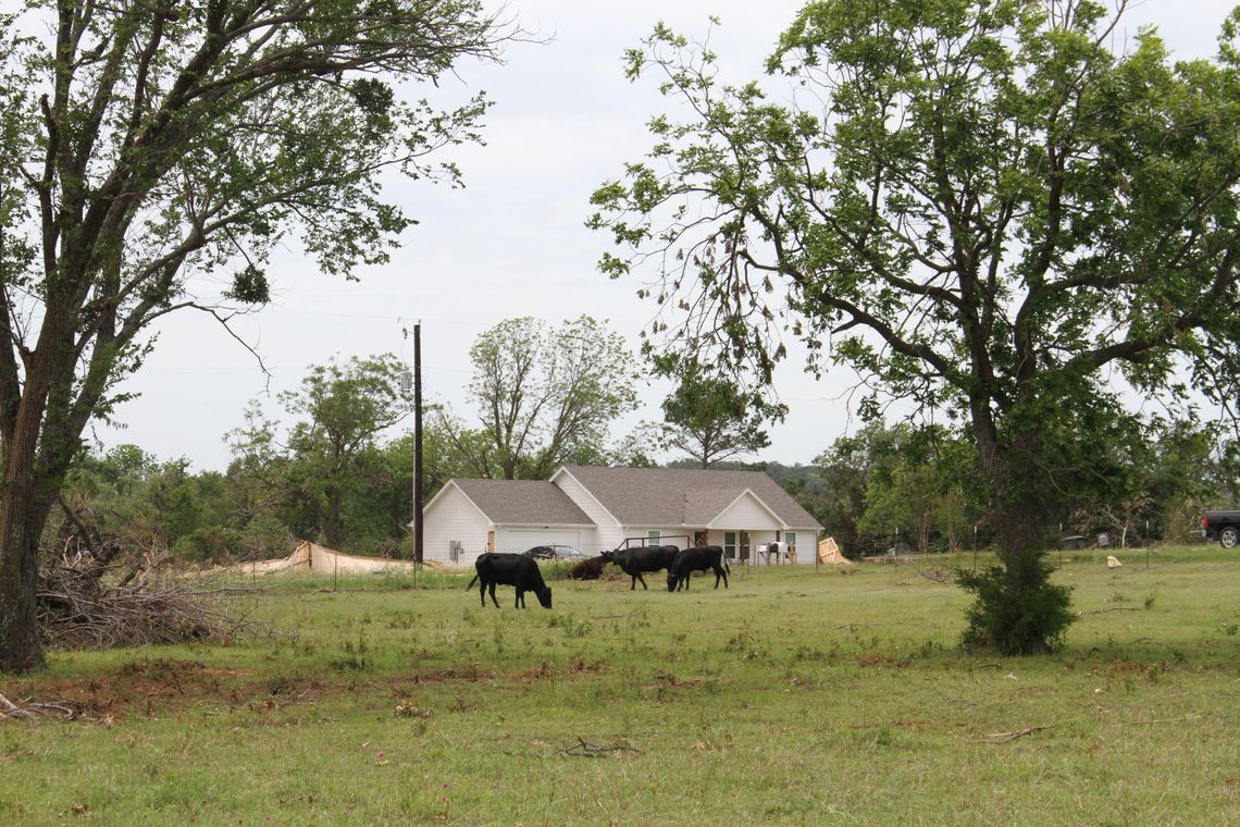 New ranch technology could help detect screwworm early