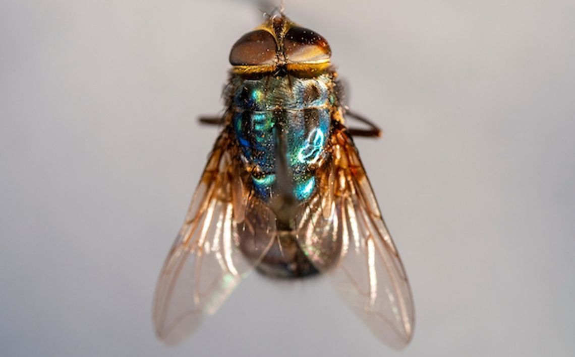 New World Screwworm fly remains behind U.S. border The New World Screwworm fly is distinguishable by its metallic green-blue body and large orange eyes.