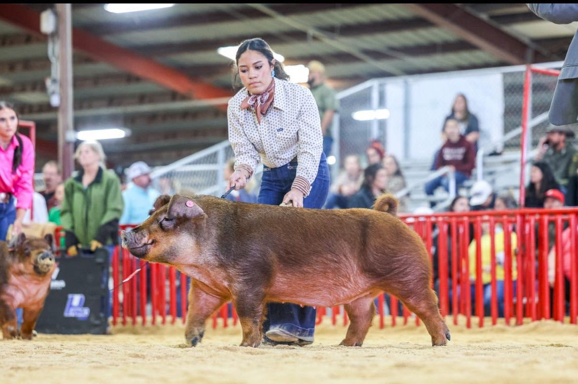 Springtown FFA continues stock show run at San Antonio Springtown FFA continues stock show run at San Antonio